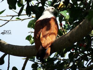 Brahmini Kite