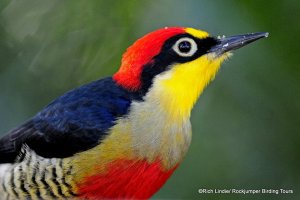 Yellow-fronted Woodpecker by Rich Lindie