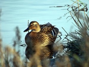 mallard F