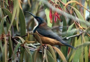 Eastern Spinebill M