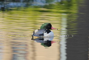 goosander