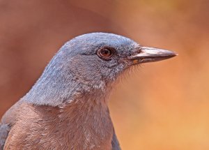Mexican Jay Portrait