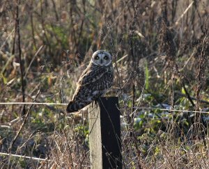 short eared owl