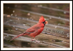 On deck with Mr. Cardinal