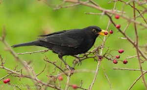 Berry eater.