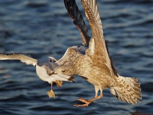 Gull eats Gull