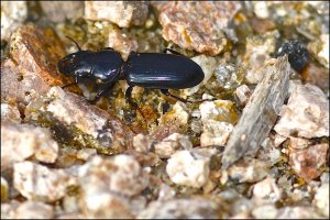 Big-headed Ground Beetle