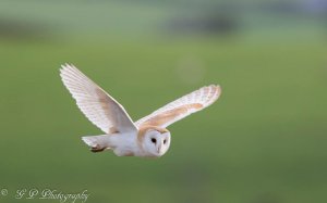 Barn Owl