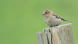 Chaffinch