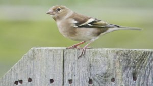 Chaffinch