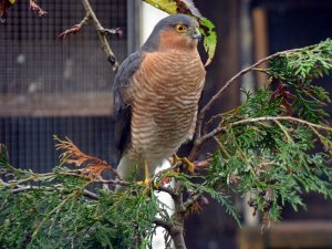 male sparrowhawk