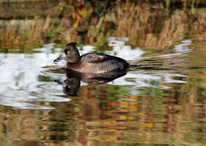 tufted duck