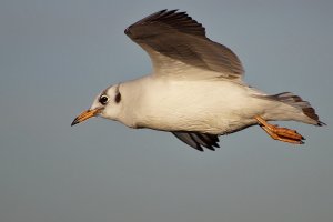 Black-headed Gull in flight