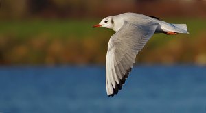 Another Black-headed Gull in flight