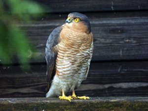 male sparrowhawk