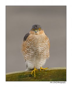 Sparrowhawk