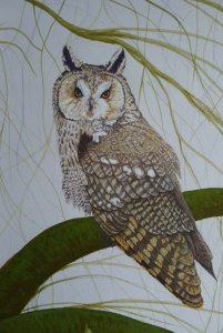 Long Eared Owl