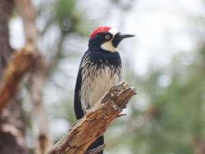 Acorn Woodpecker