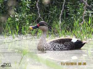 Spot-billed Duck