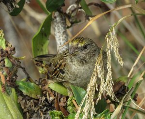 Golden-Crowned Sparrow