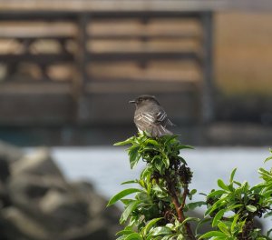 Black Phoebe