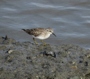 Least Sandpiper