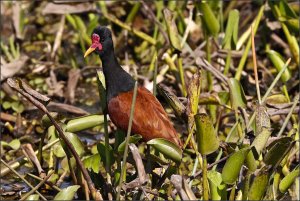 Wattled Jacana