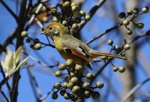 Chestnut-tailed Minla