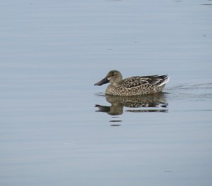 Northern Shoveler (female)