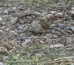 White-Crowned Sparrow