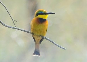 Little Bee-eater