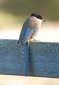 Azure-winged (Iberian) Magpie