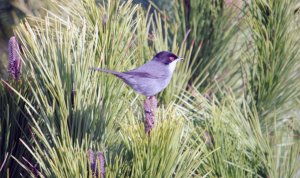 Sardinian Warbler