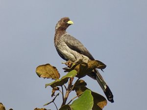 Eastern Plantain-eater