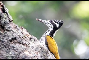 Greater Flame-back Woodpecker