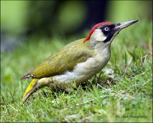 Green Woodpecker