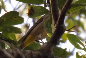 unknown warbler - advice needed (second try. photo added)
