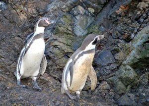 Humboldt Penguin - Spheniscus humboldti