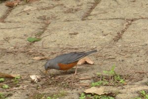 grey-backed thrush (male)