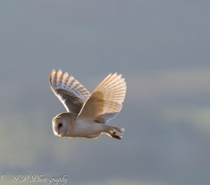 Barn Owl