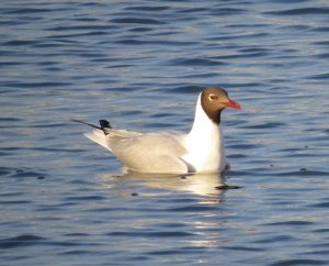 Brown-hooded Gull