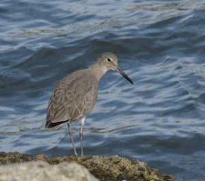 Willet