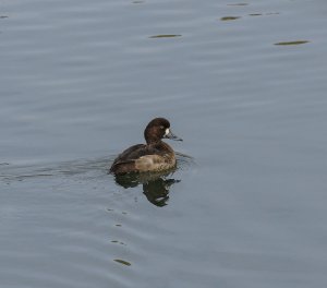 Greater Scaup (female)