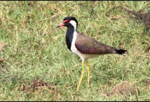 Red Wattled Lapwing