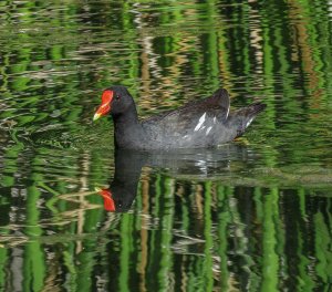 Common Gallinule