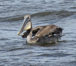 Brown Pelican, young