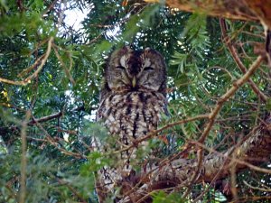 tawny owl