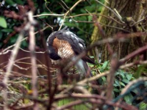 male sparrowhawk