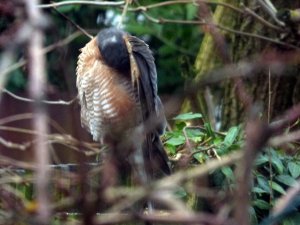 male sparrowhawk