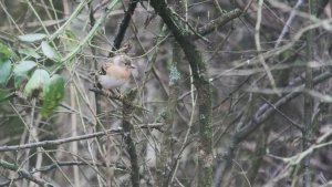 Brambling